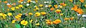 POSTERISED ESCHSCHOLZIA CALIFORNICA,  CALIFORNIAN POPPIES,  MANIPULATED,  PANORAMIC