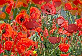 PAPAVER RHOEAS,  WILD POPPIES,  MANIPULATED