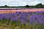 CONFETTI FIELDS,  WICK,  FIELDS OF DELPHINIUMS GROWN FOR NATURAL BIO DEGRADABLE CONFETTI