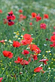 PAPAVER RHOEAS