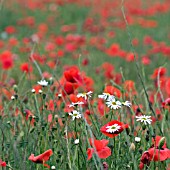 OX EYE DAISIES IN FIELD OF PAPAVER RHOEAS