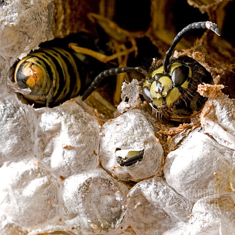 WASPS_EMERGING_FROM_WASP_CAKE