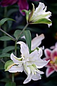 ORIENTAL LILY LADAY ANNABELLA