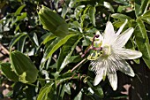 PASSIFLORA CAERULEA