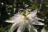 PASSIFLORA CAERULEA