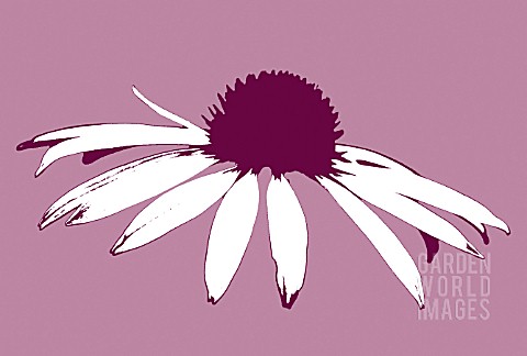 ECHINACEA_ARTS_AND_PRIDE_MANIPULATED_ON_PLAIN_BACKGROUND