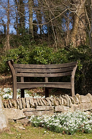 EMPTY_BENCH_AND_GALANTHUS__SNOWDROPS