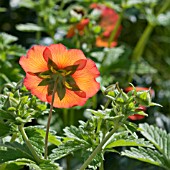 GEUM BACKLIT