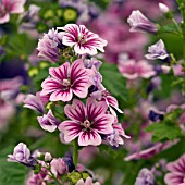 MALVA ZEBRINA