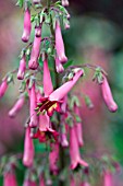 PHYGELIUS DEVILS TEARS