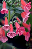 KOHLERIA SUNSHINE