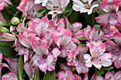 ALSTROEMERIA ALYSIA