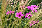 GERANIUM PAPUANUM PATRICIA