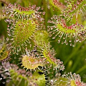 DROSERA NIDIFORMIS