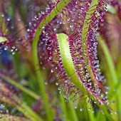 DROSERA CAPENSIS,  CAPE SUNDEW,  DAILY DEW