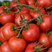 ELEGANCE TOMATOES