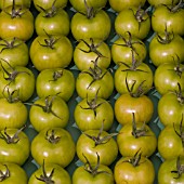 UNRIPE TOMATOES