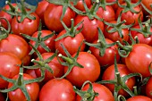 JESTER TOMATOES