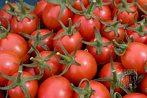 JESTER_TOMATOES