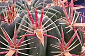 FEROCACTUS LATISPINUS SPIRALIS