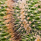 ECHINOCACTUS GRUSONII CRISTATE