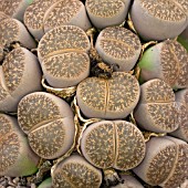 LITHOPS LESLIEI,  LIVING STONES,