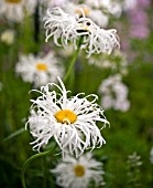 LEUCANTHEMUM X SUPERBUM OLD COURT