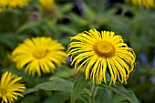 INULA HOOKERI