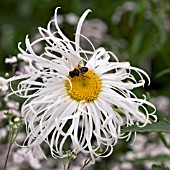 LEUCANTHEMUM X SUPERBUM OLD COURT