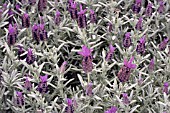 LAVANDULA STOECHAS SILVER ANOUK