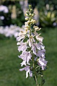 DIGITALIS SALTWOOD SUMMER,  FOXGLOVE