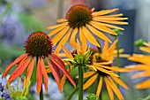 ECHINACEA ARTS PRIDE