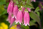 CAMPANULA PUNCTATA RUBRA,  BELLFLOWER