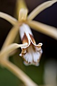 COELOGYNE DAYANA,  ORCHID