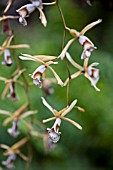 COELOGYNE DAYANA,  ORCHID