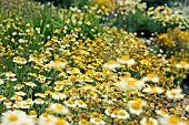 ANTHEMIS WINTERBOURNE BOTANIC GARDEN,  UNIVERSITY OF BIRMINGHAM