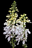 DIGITALIS SALTWOOD SUMMER ON PLAIN BLACK BACKGROUND