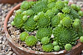 SEMPERVIVUM FUNKII, (HOUSE LEEK)