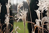 MISCANTHUS SINENSIS