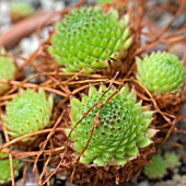 SEMPERVIVUM OCTOPODES VAR. APELATUM,  HOUSE LEEK