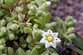 ROSULARIA SEDOIDES VAR. ALBA