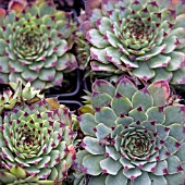 SEMPERVIVUM,  HOUSE LEEKS