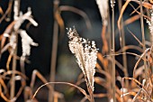 MISCANTHUS SINENSIS