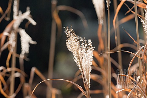 MISCANTHUS_SINENSIS