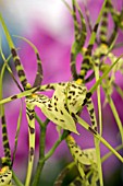 BRASSIA ARANIA VERDE,  ORCHID