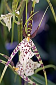 BRASSIA ARANIA VERDE,  ORCHID