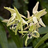 COELOGYNE PANDURATA,  ORCHID