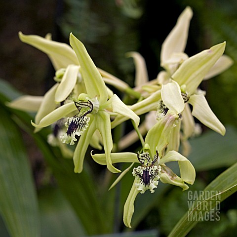 COELOGYNE_PANDURATA__ORCHID