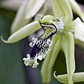 COELOGYNE PANDURATA,  ORCHID