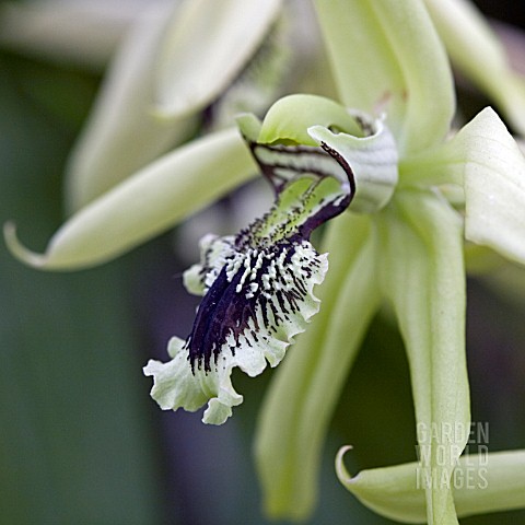 COELOGYNE_PANDURATA__ORCHID